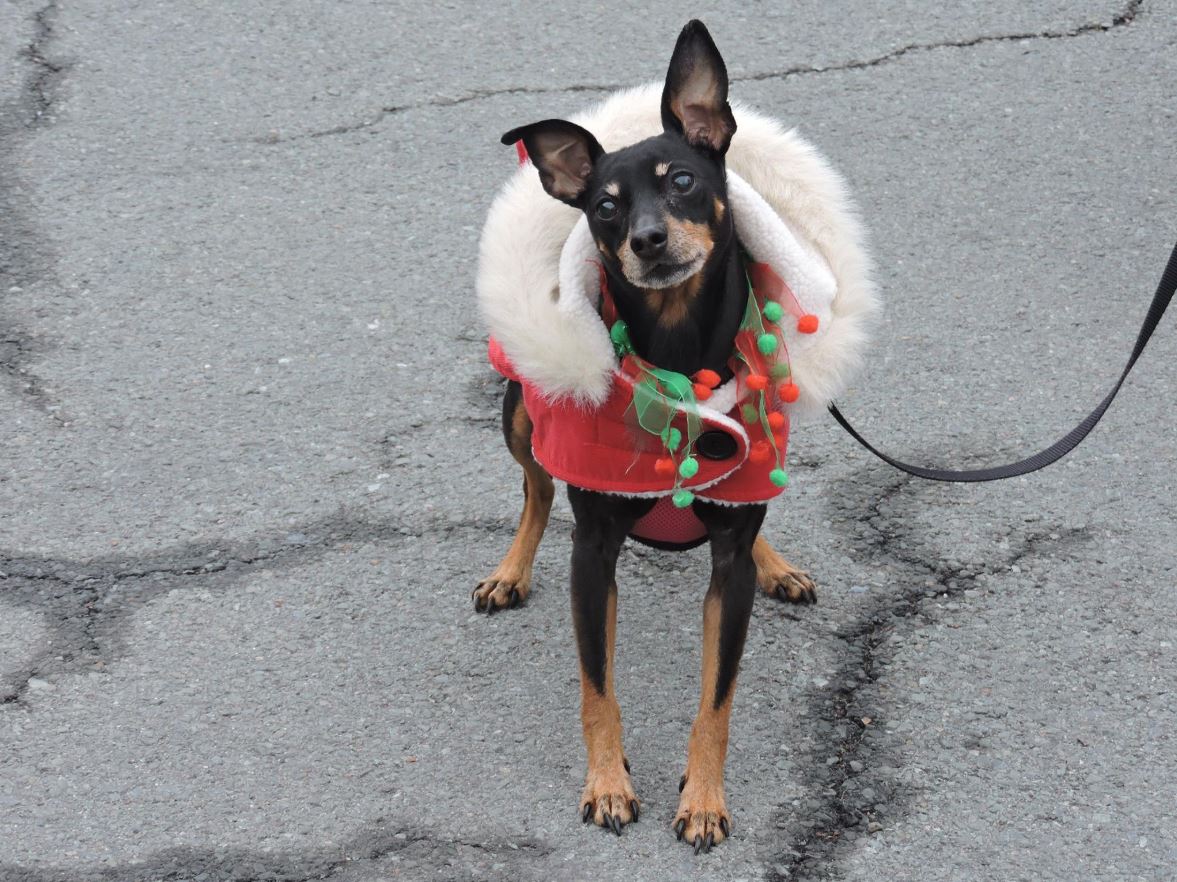 dog clothes halifax